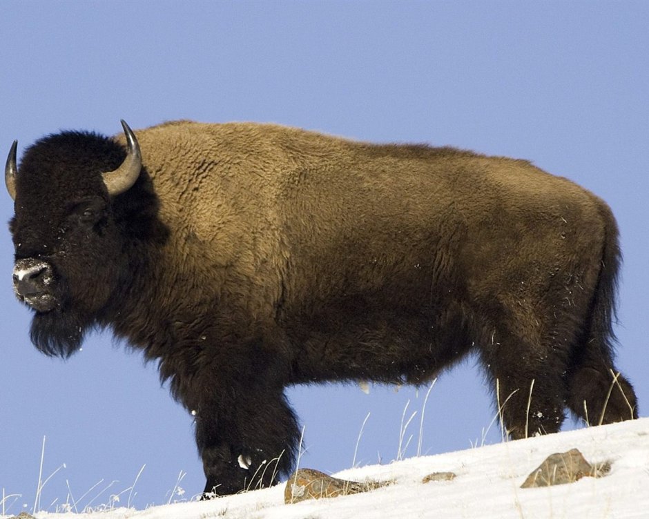 Черный волосатый бык