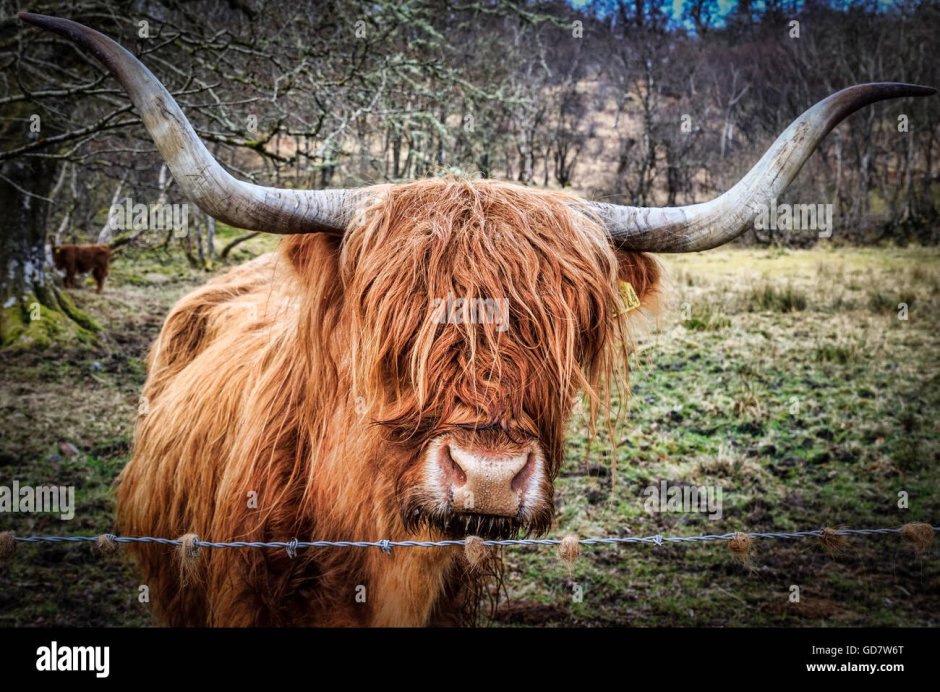 Лохматый бык