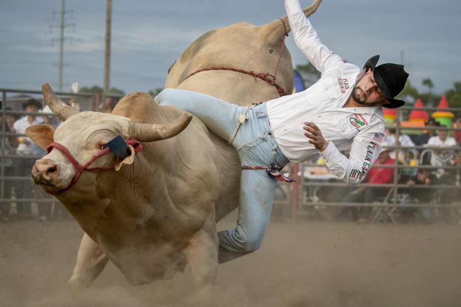 Верхом на быке