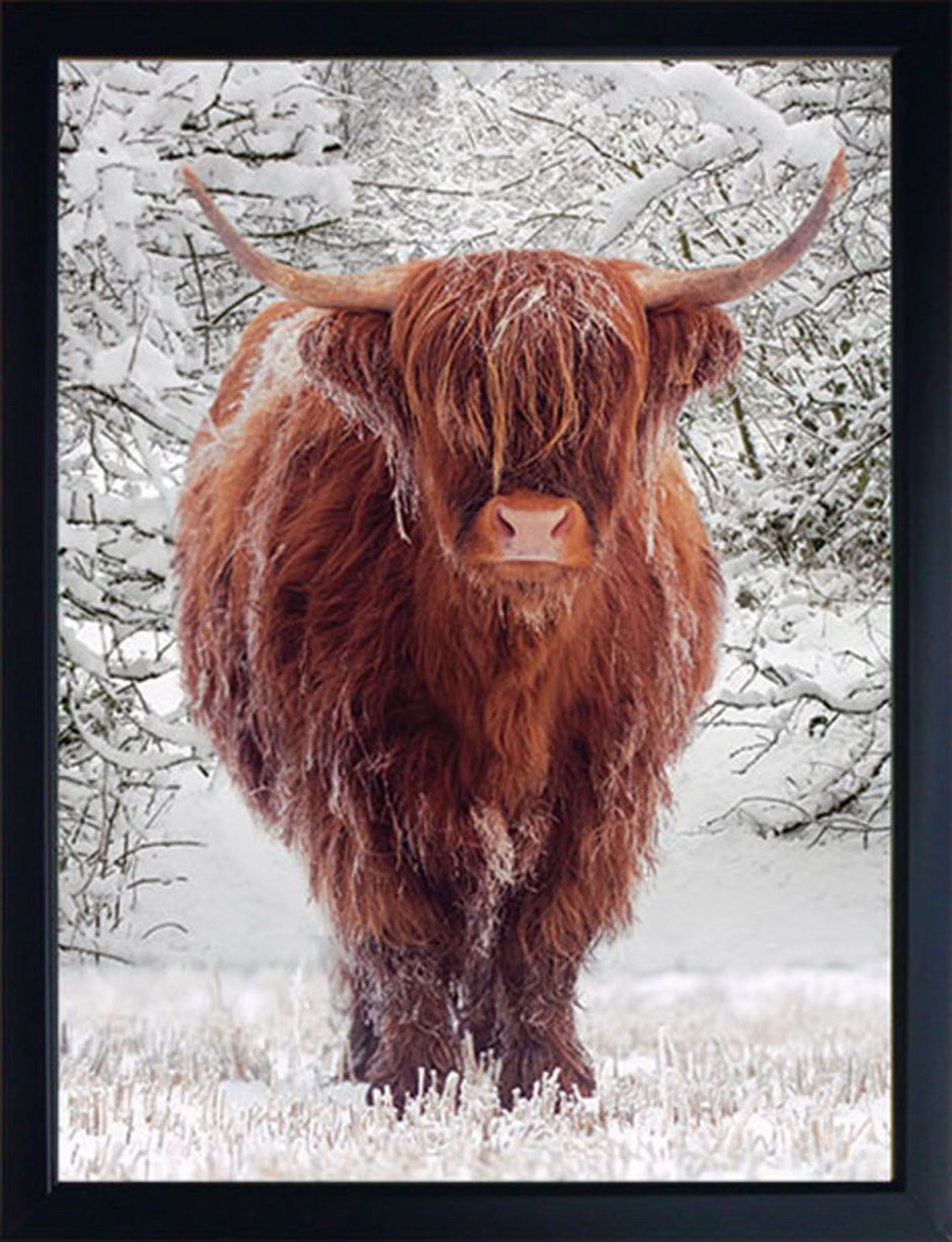 Заросший бык