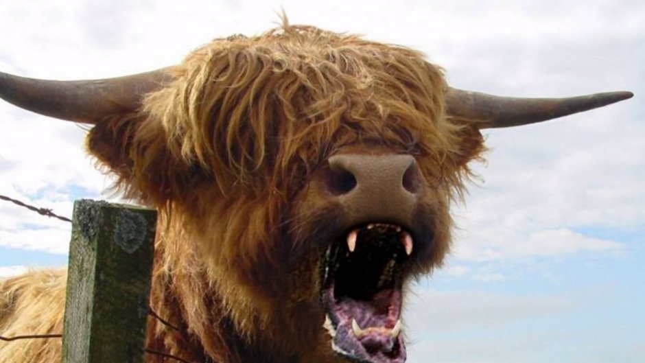 Бешеная корова