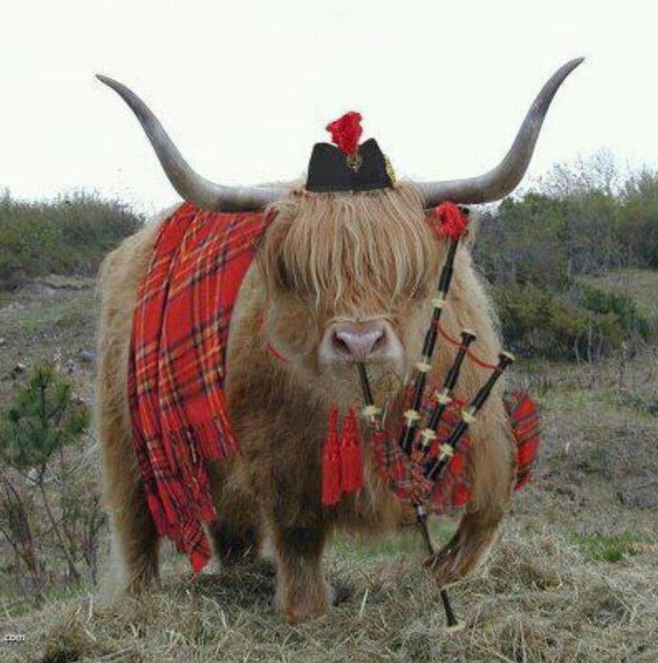 Шотландская Высокогорная корова - хайленд