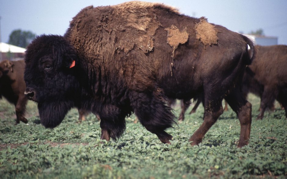 Животное похожее на быка