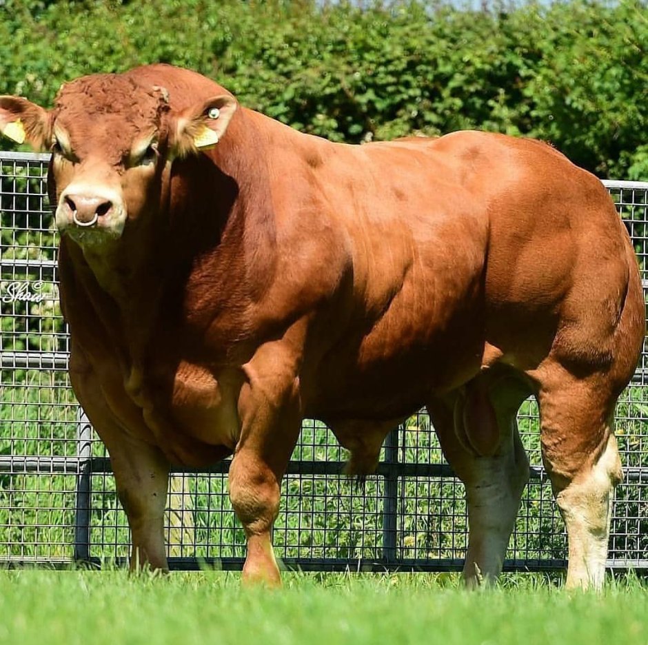 Коровы бодибилдеры