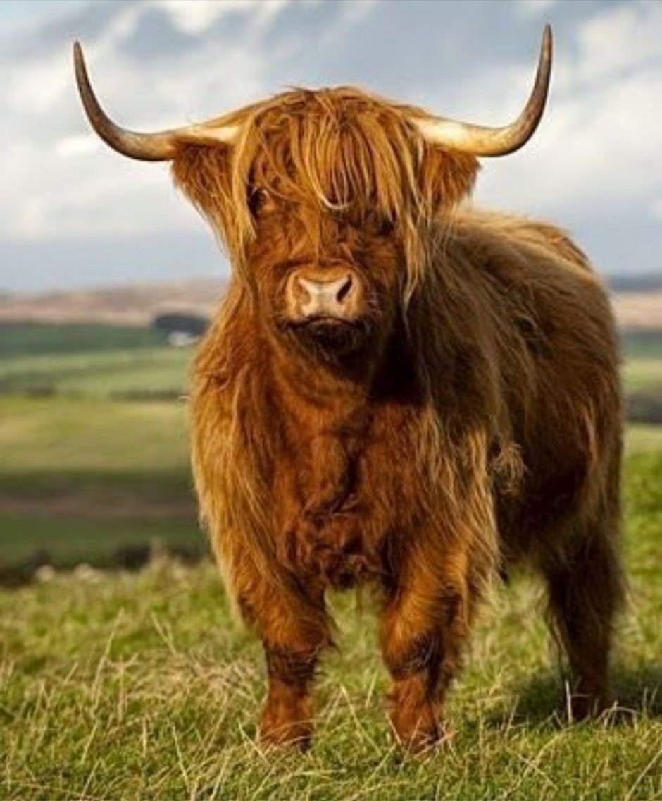 Шотландский бык хайленд