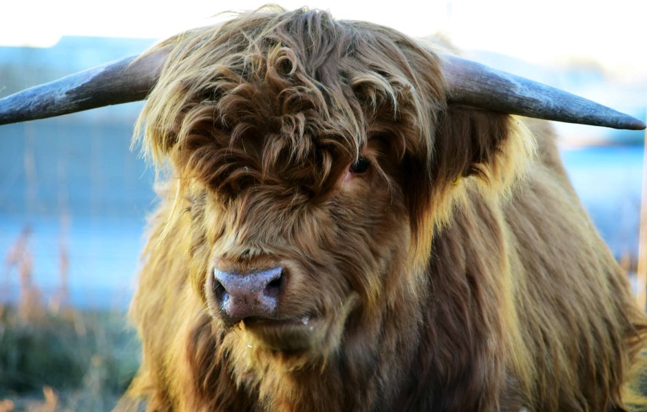 Highland Cattle