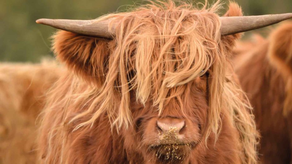 Highland Coo