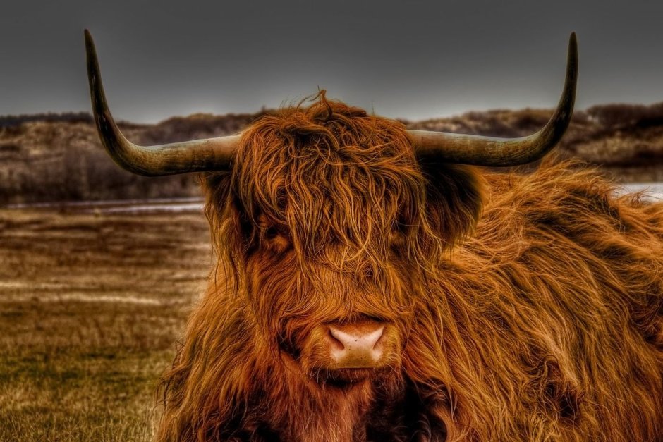 Шотландская Высокогорная корова