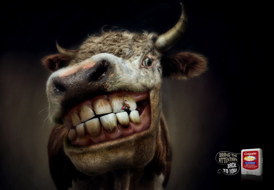 Смешной бык