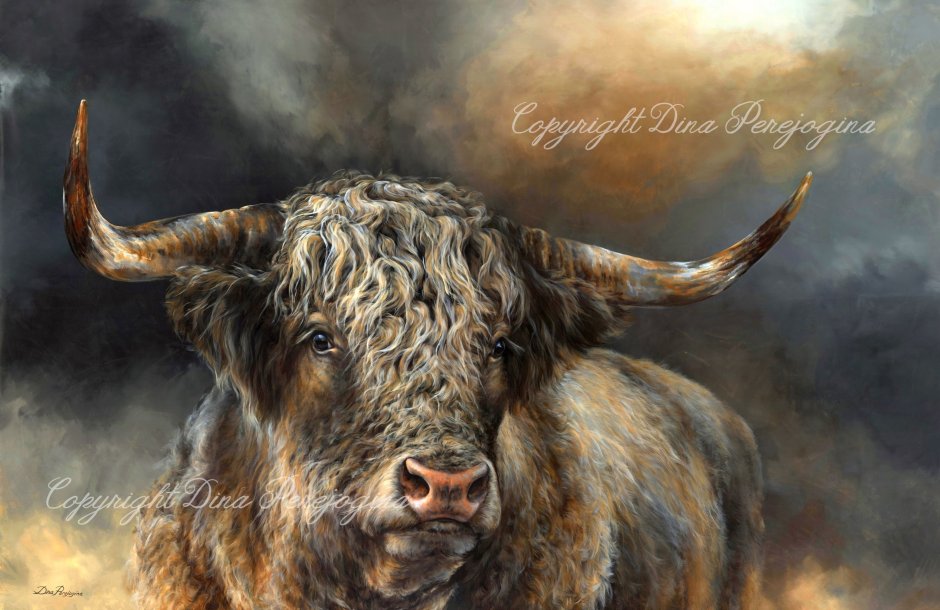 Бык миостатин