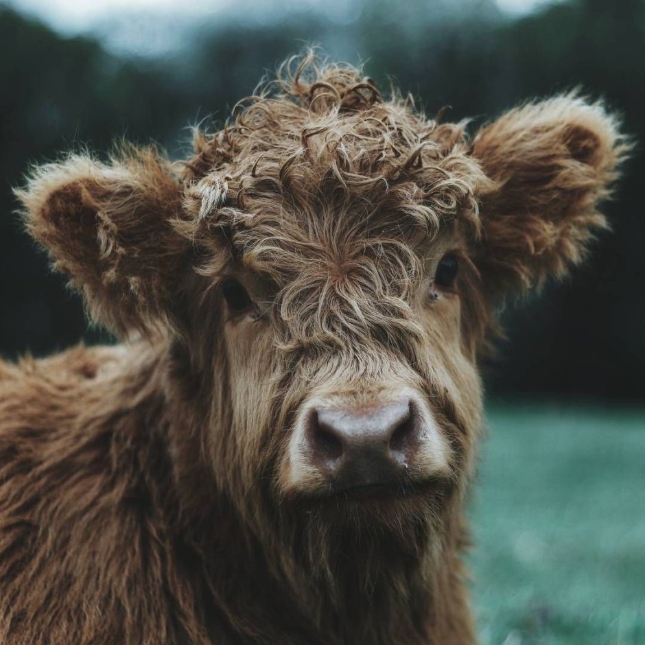 Бык породы "хайленд"