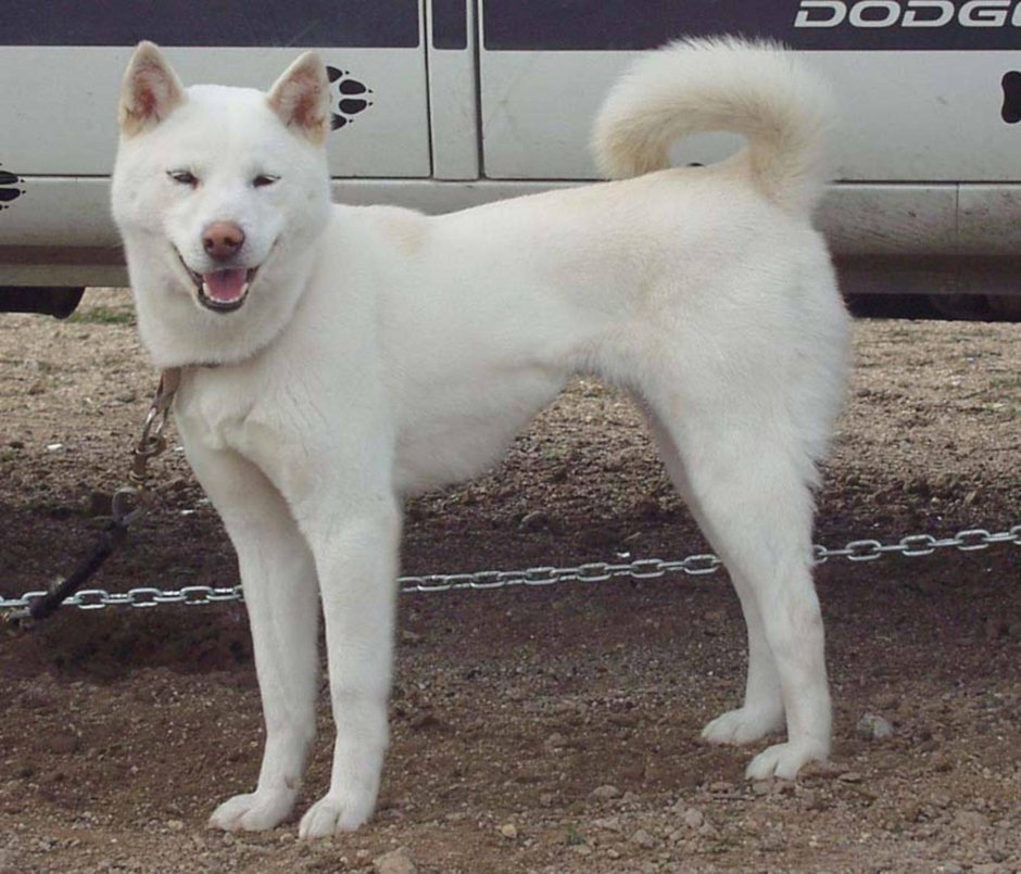 Корейская собака Пхунсан