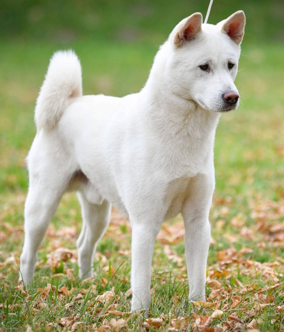Корейский Чиндо (Джиндо)
