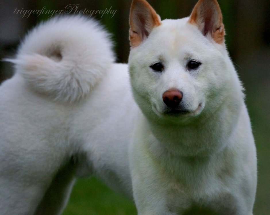 Корейский Джиндо