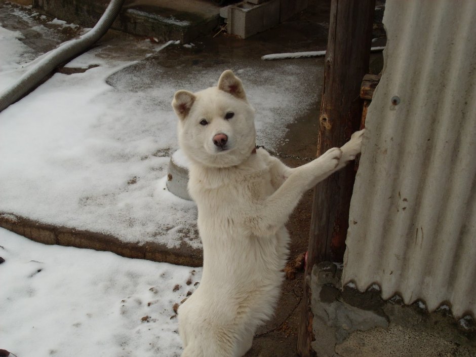 Корейский Джиндо щенок