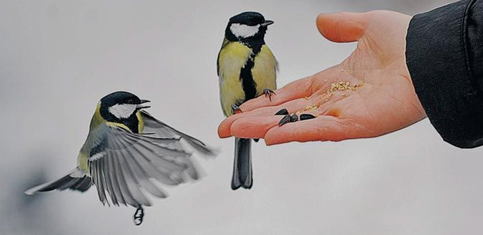 Художник Jan Weenink мир птиц