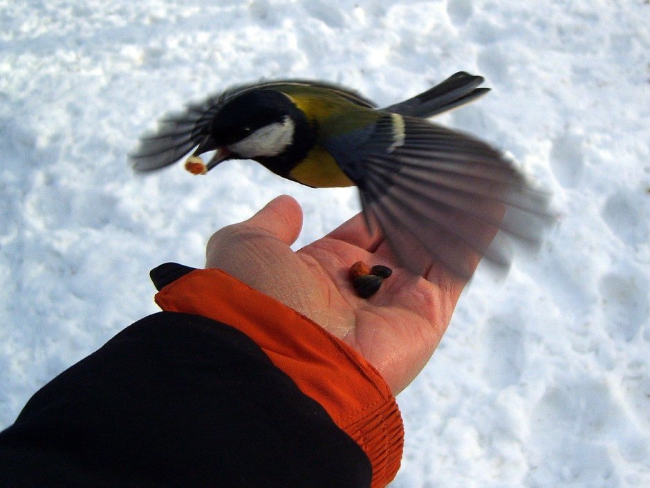 Jan Weenink мир птиц