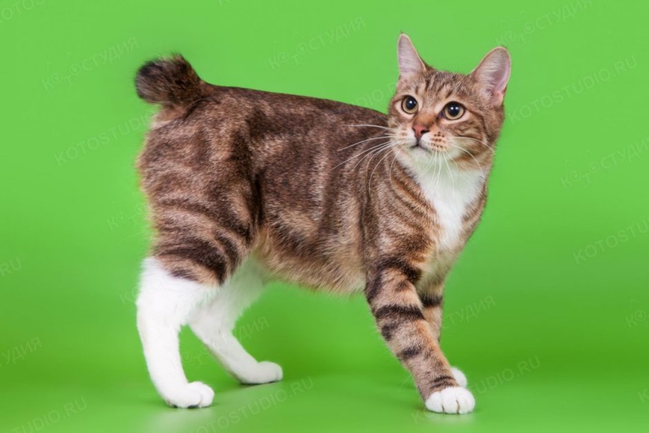 Бобтейл кот короткошерстный