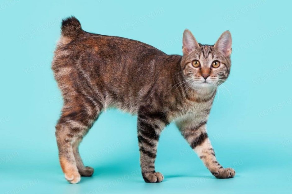 Кот Курильский бобтейл