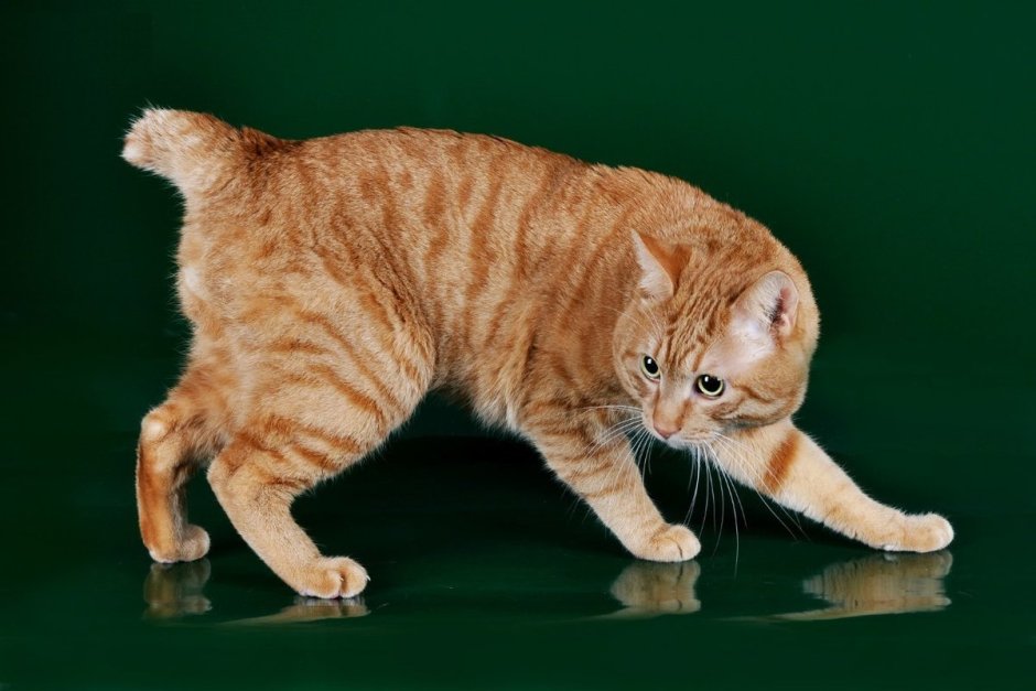 Бобтейл Курильский кот короткошерстный