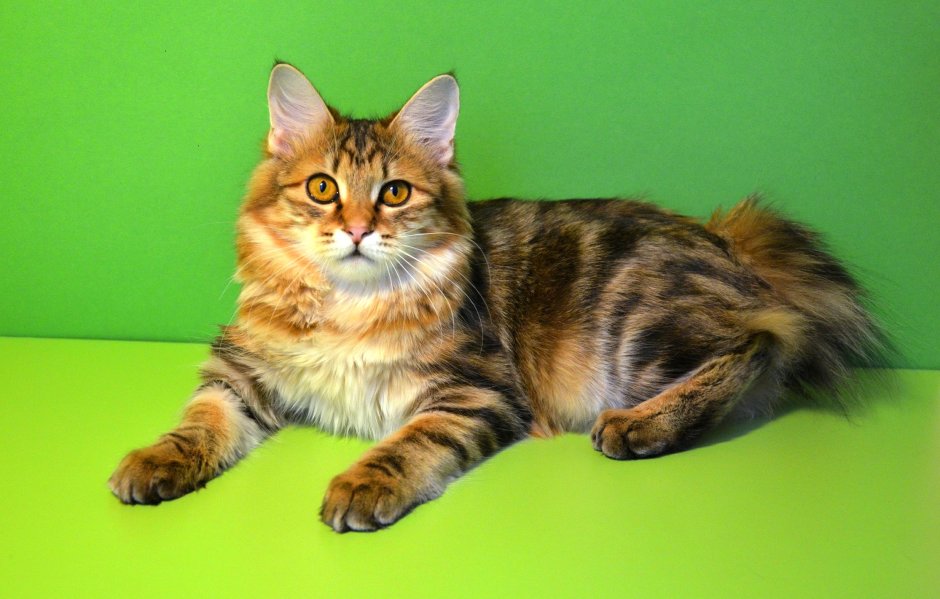 Корельский юортрейл кошеп