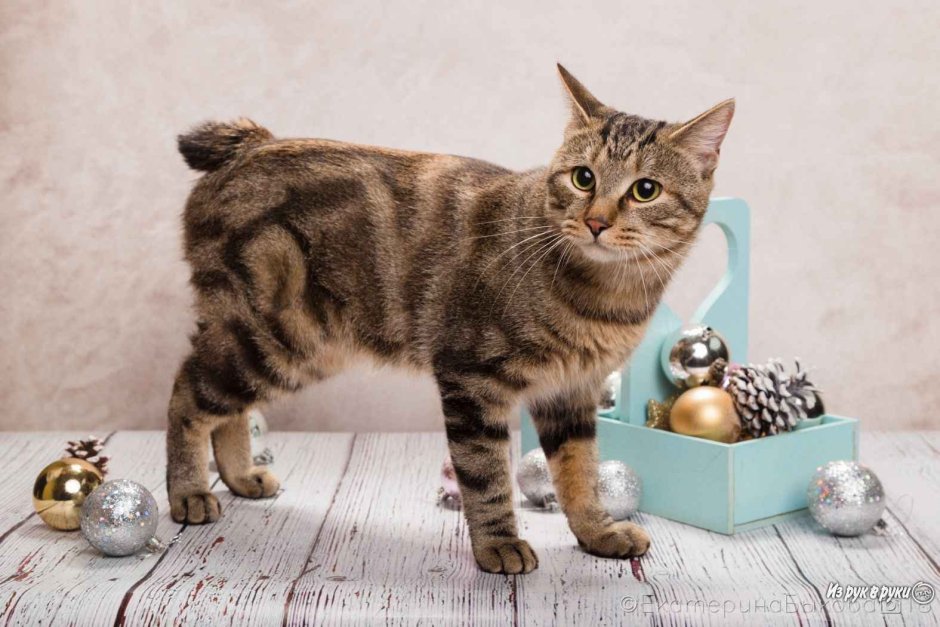 Бобтейл Курильский кот короткошерстный