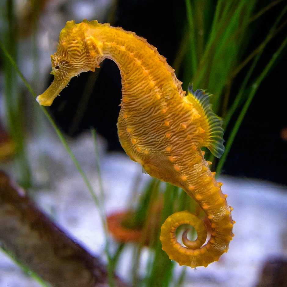 Морской конёк (Hippocampus guttulatus)