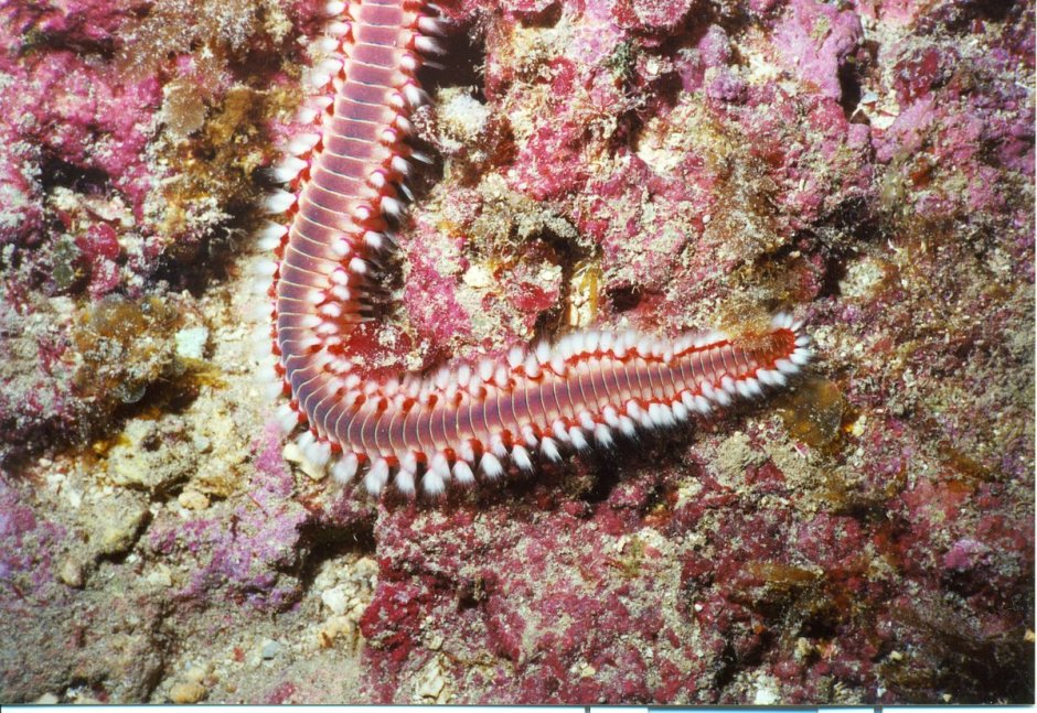Hermodice carunculata Огненный червь