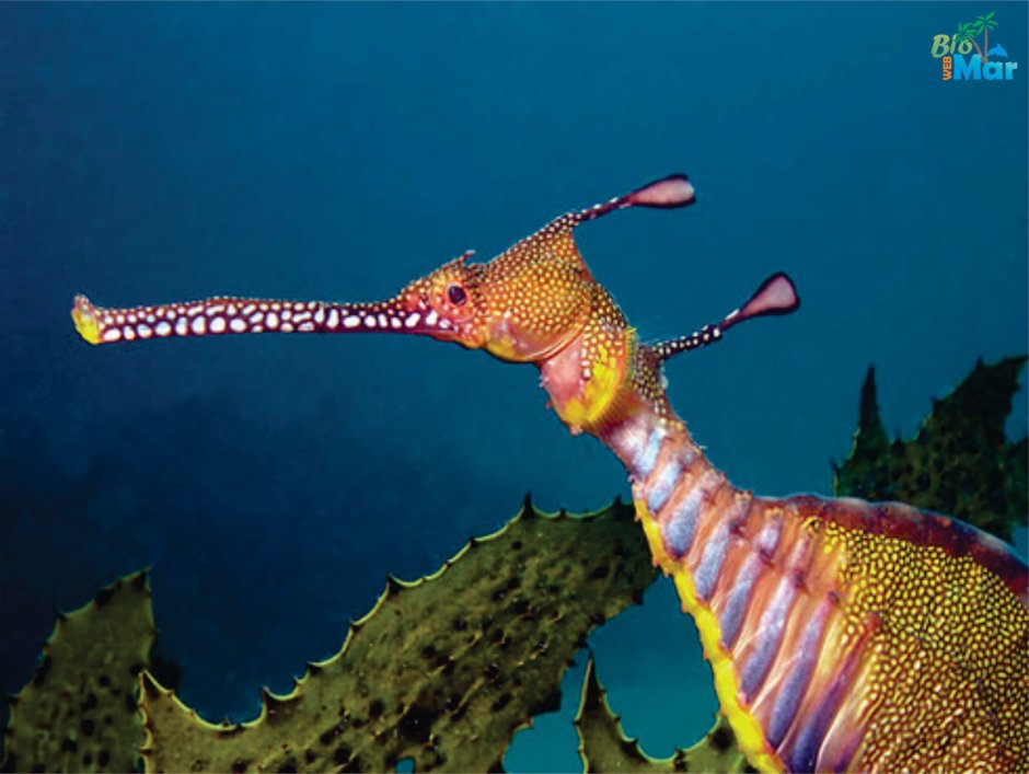 Морской дракон Phyllopteryx taeniolatus