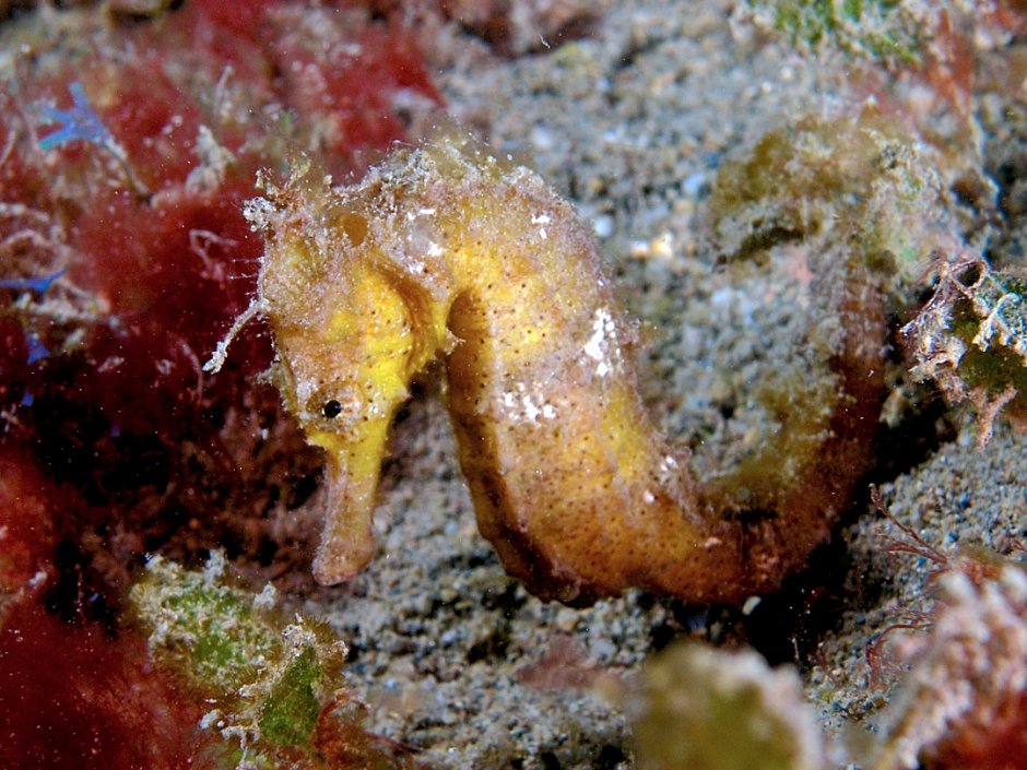 Hippocampus kelloggi