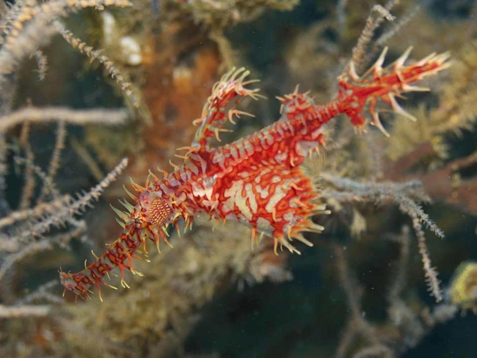 Ghost pipefish