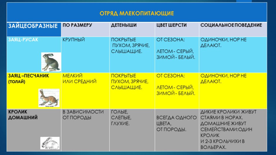 Экипировка спецназа Альфа