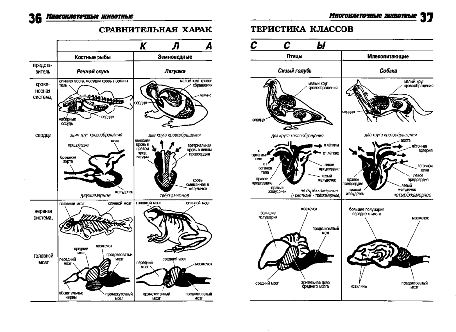 ДШМГ Аргунское ущелье
