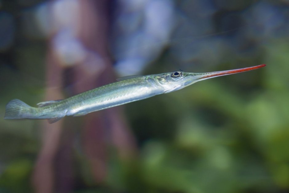 Кривохвостка обыкновенная (морская уточка)/Aeoliscus strigatus