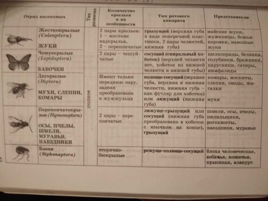 Таблица сравнение скелета костных рыб и земноводных