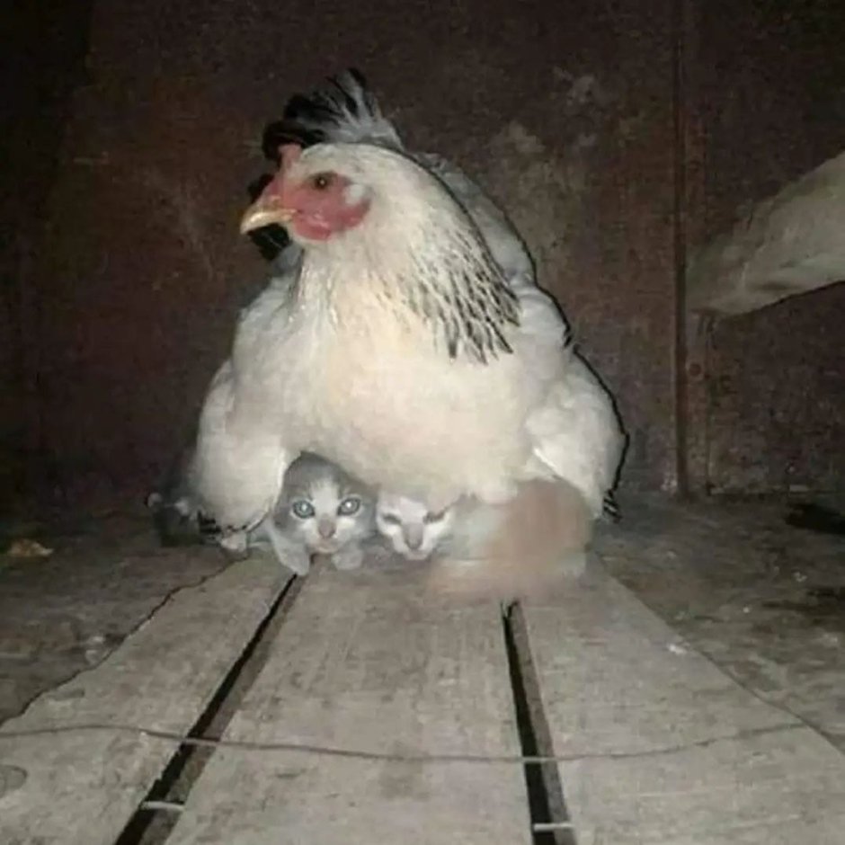 Приколы про курей