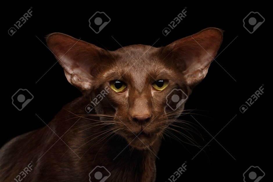 Ориентальная кошка