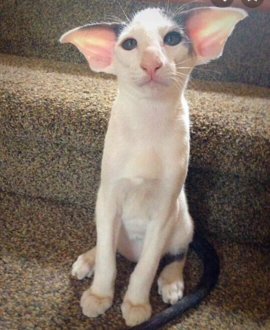 Приют для кошек сфинксов