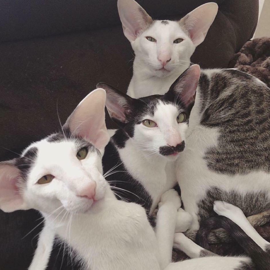 Кошка Ориентал грузин