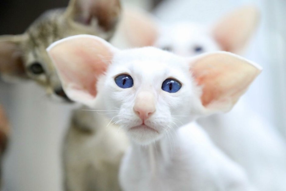 Кот грузин Ориентальная кошка