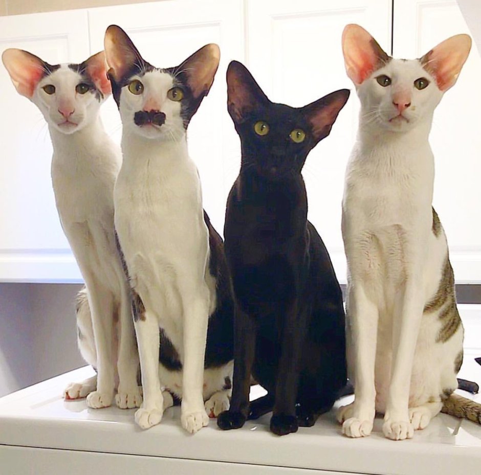 Коты ориенталы грузины