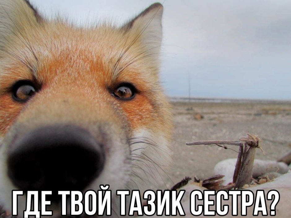 Страшный Лис