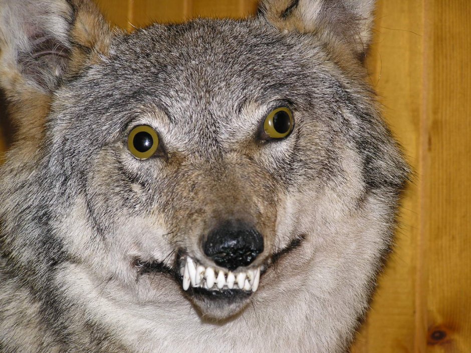 Две пьяные лисы