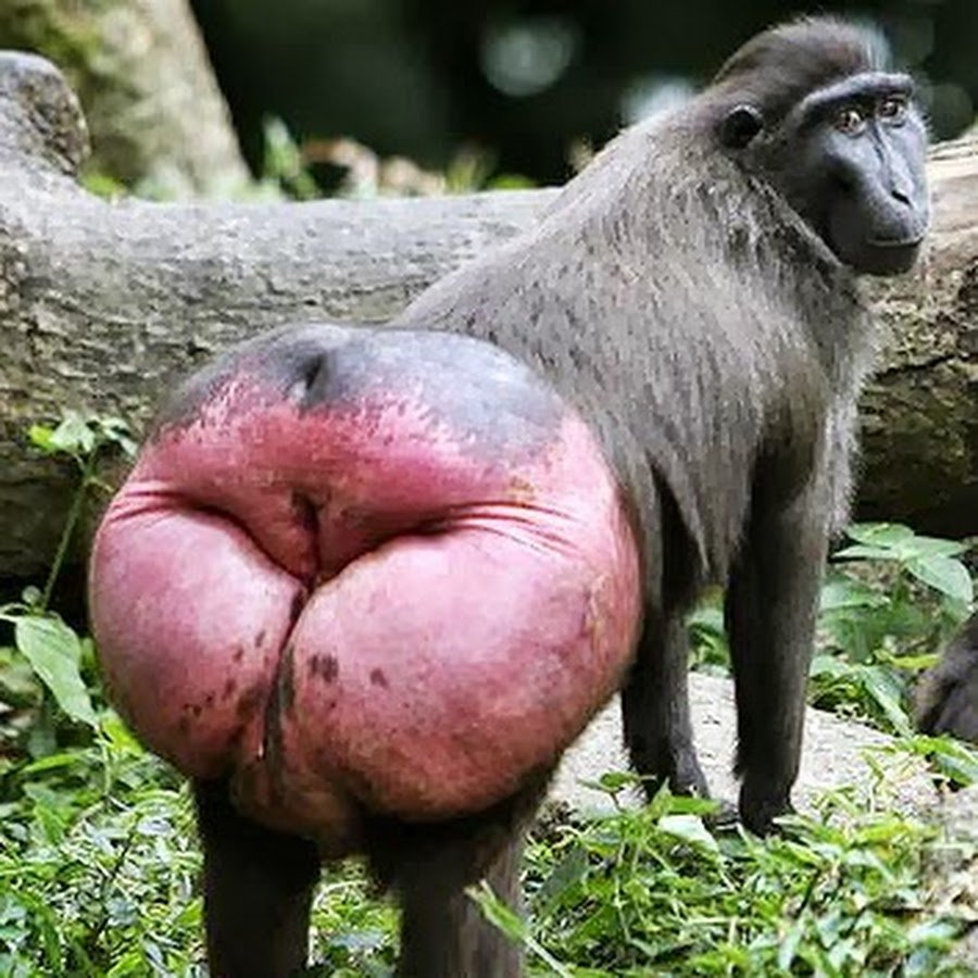 Пагайский макак