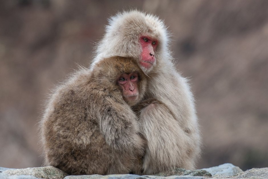 Японские макаки Тошиба
