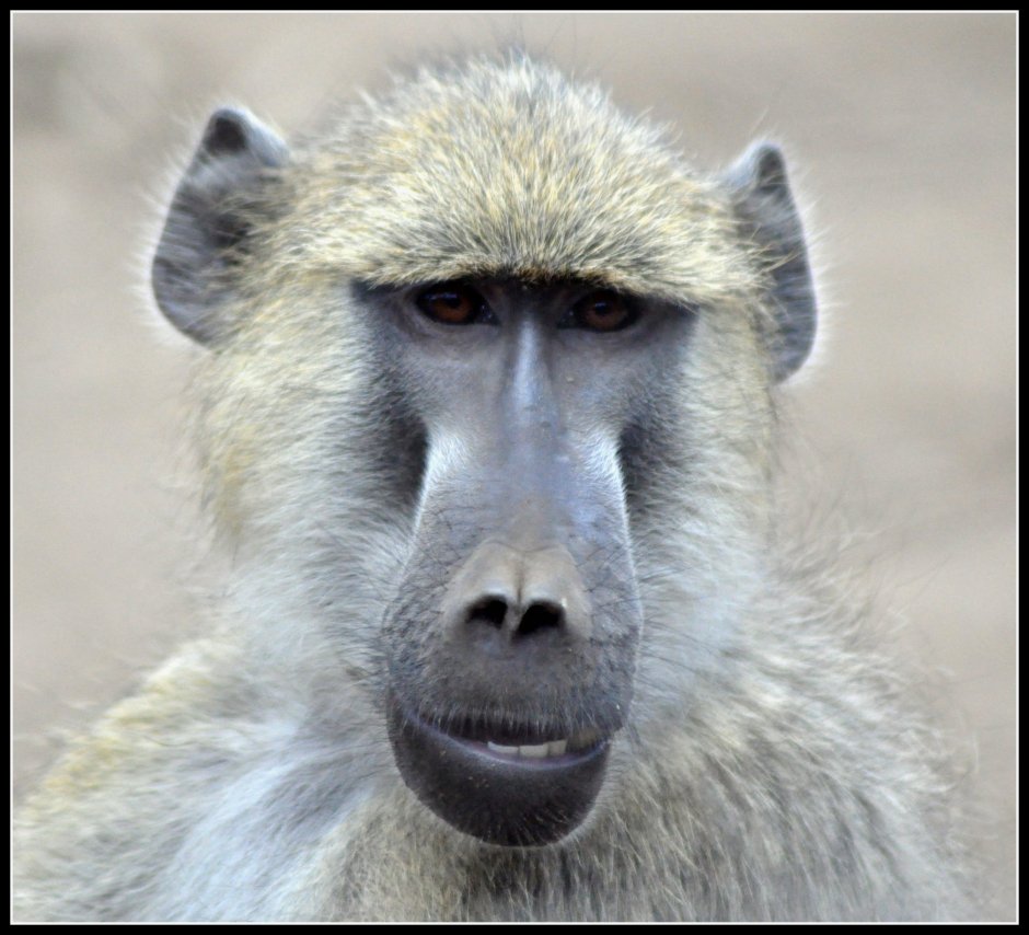 Макака сирапука