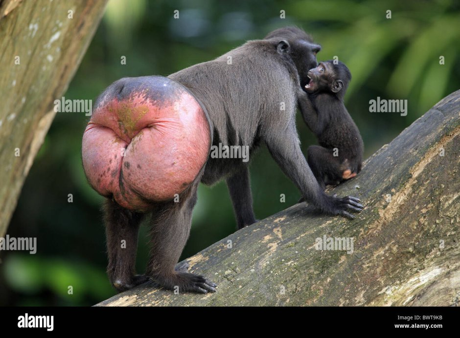 Макака сирапука из зарослей