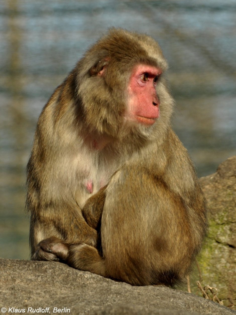 Макака сирапука