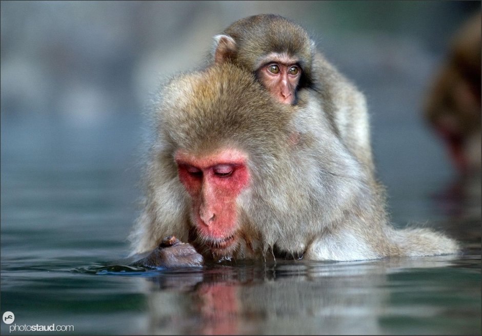 Спаривание японских макак