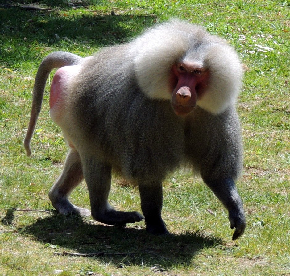 Плащеносный павиан
